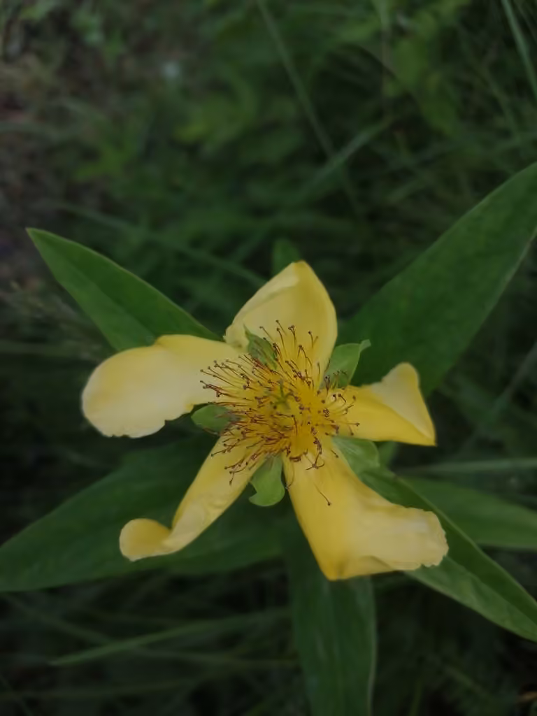 Millepertuis à grandes fleurs, En fleurs