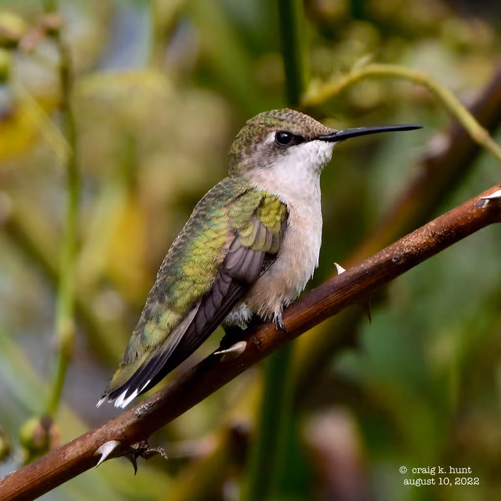 Colibri à gorge rubis, Femelle
