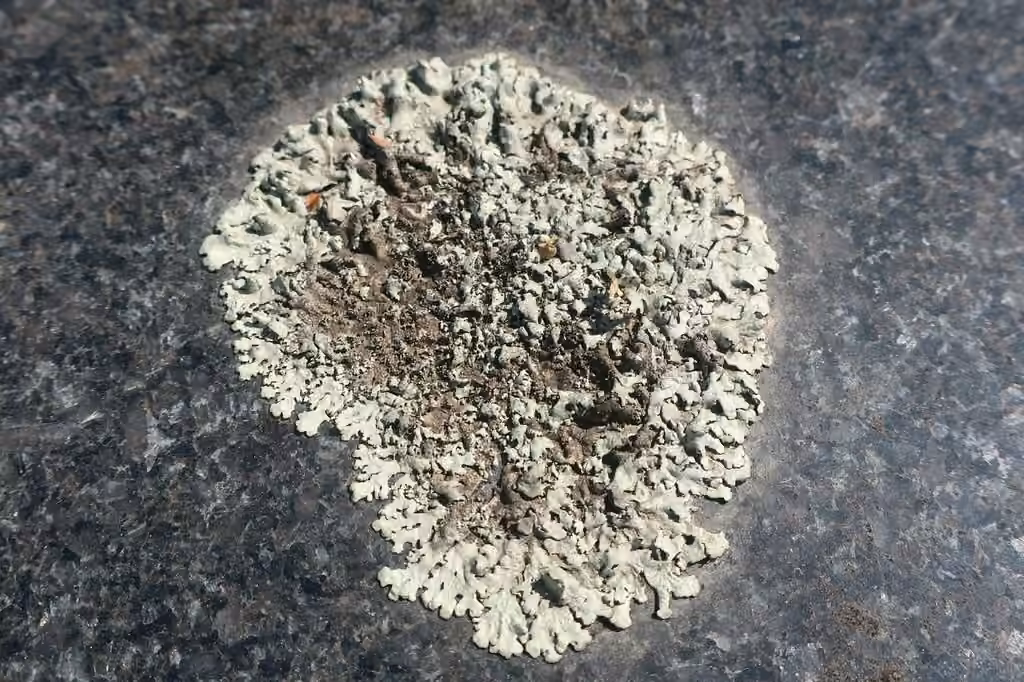 Peppered Rock-shield, photo 3 of 5