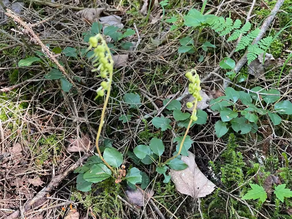 Pyrole unilatérale, En fruits