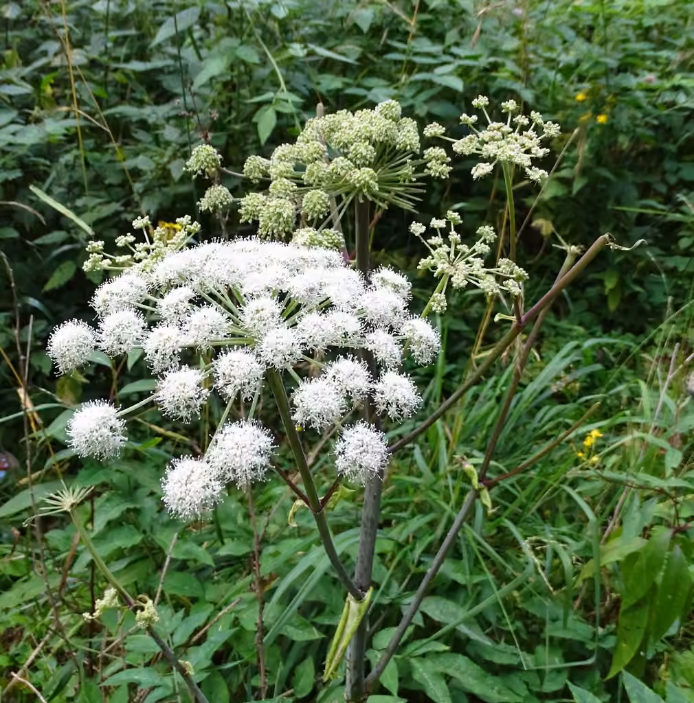 Woodland angelica