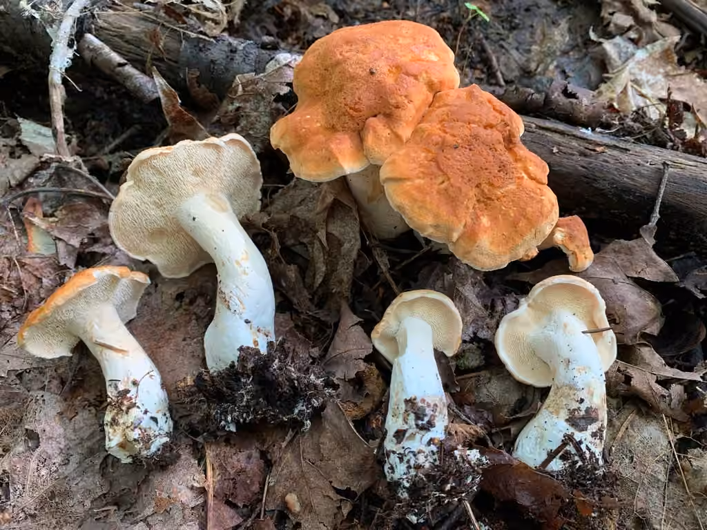 Hydnum aerostatisporum, photo 1 of 5