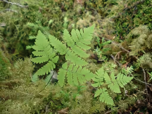 Gymnocarpe fougère-du-chêne, photo 2 sur 5