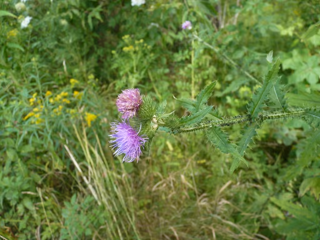 Welted Thistle, In flower