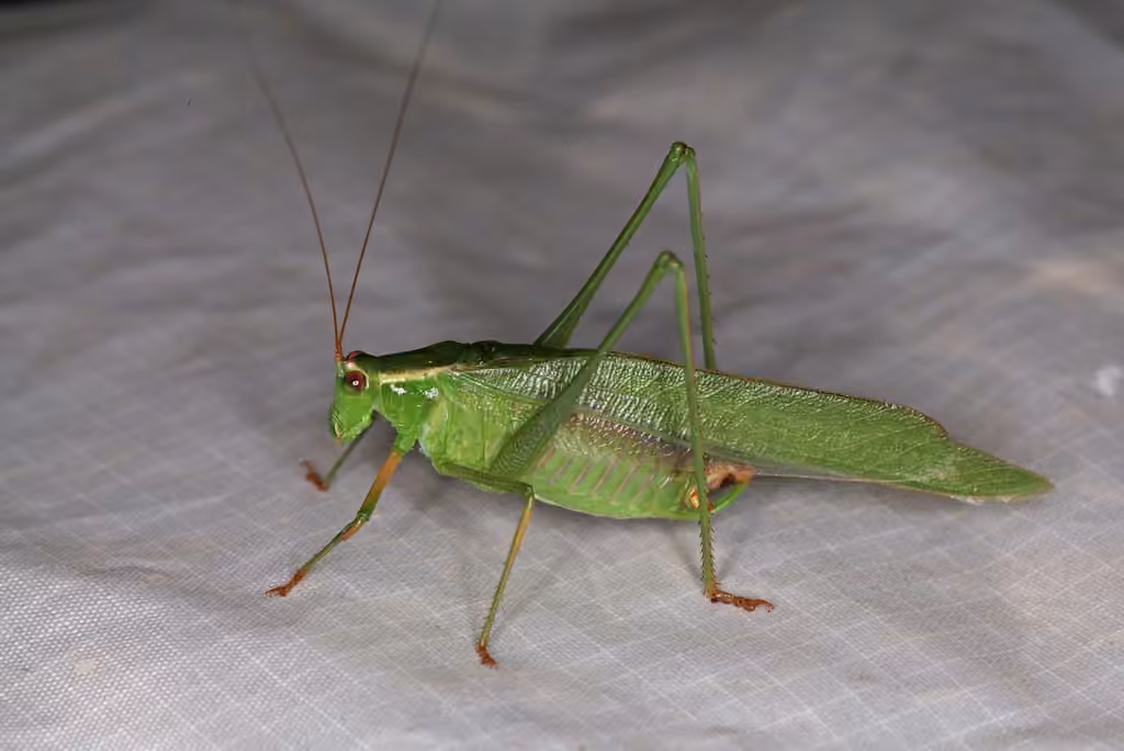 Fork-tailed Bush Katydid, Male
