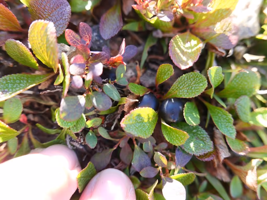 Alpine bearberry, In fruit