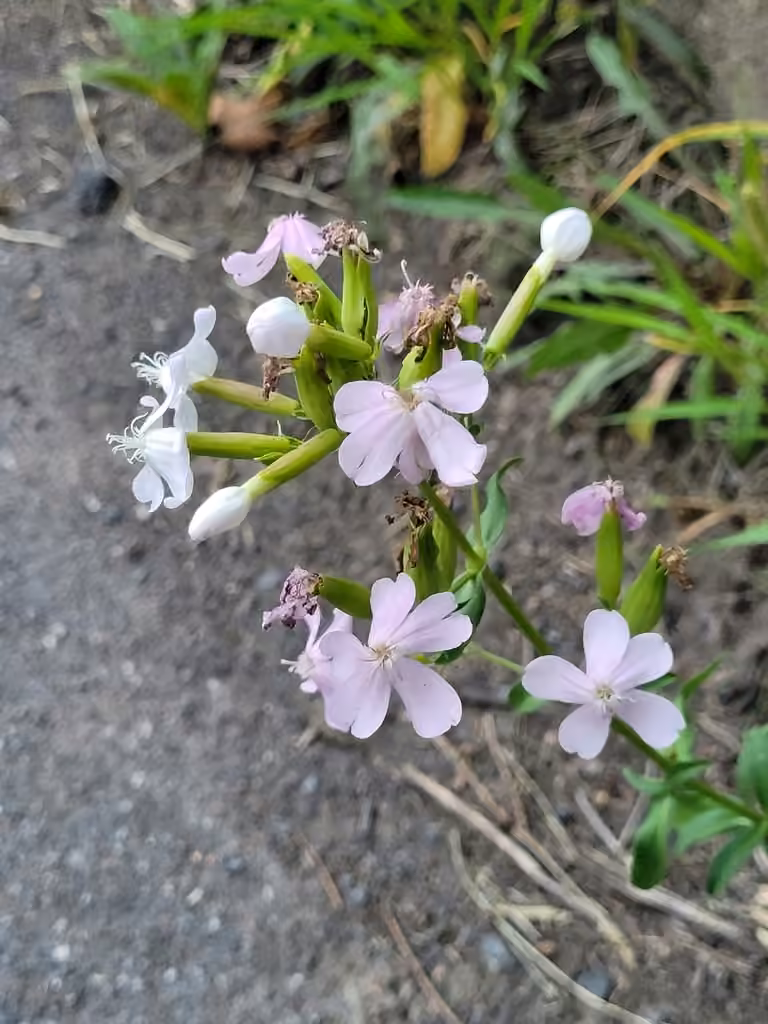 Saponaire officinale, En fruits