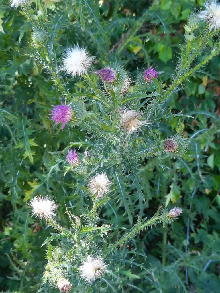 Chardon épineux, En fleurs