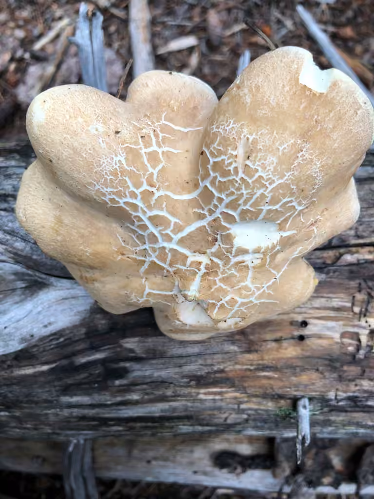 Polypore des brebis, photo 2 sur 5