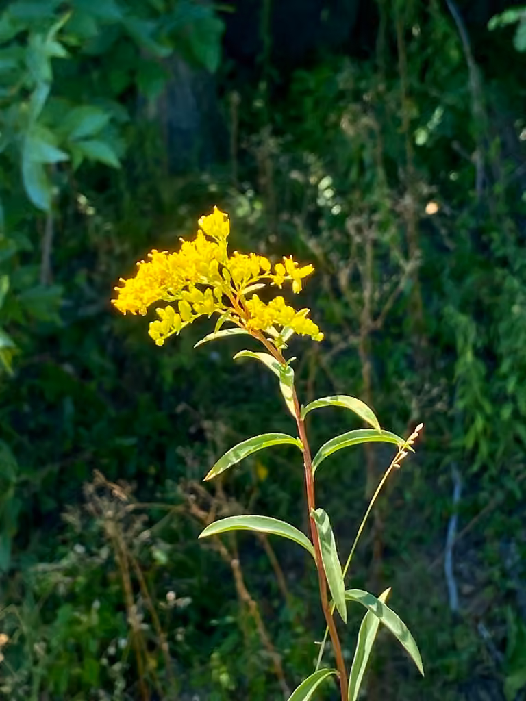 Verge d'or jonciforme, En fleurs