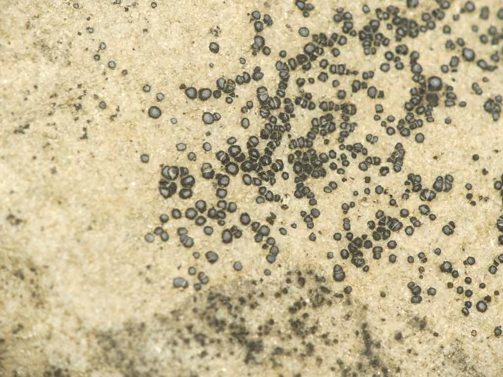 Frosted Grain-spored Lichen, photo 3 sur 5
