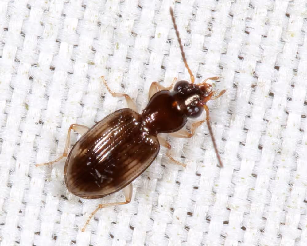Kindred riverbank ground beetle, photo 2 of 5