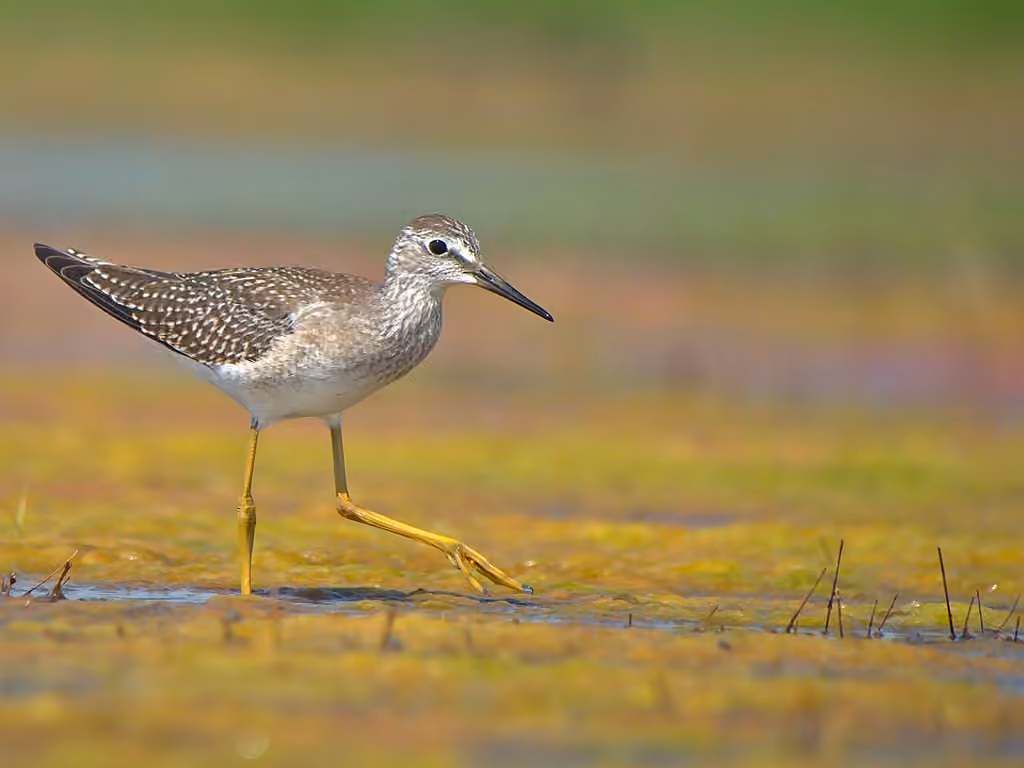 Lesser Yellowlegs, photo 2 of 5