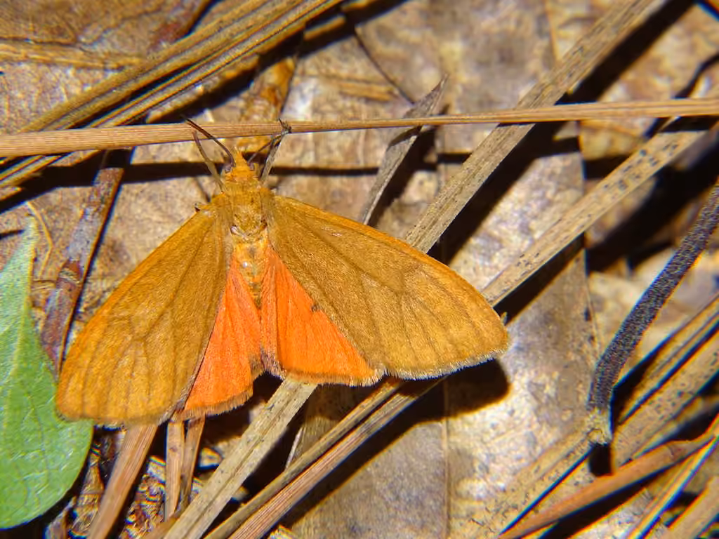 Tawny Virbia Moth, Adulte