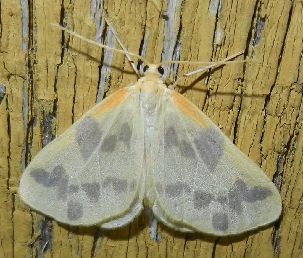 Beggar Moth, photo 2 sur 5