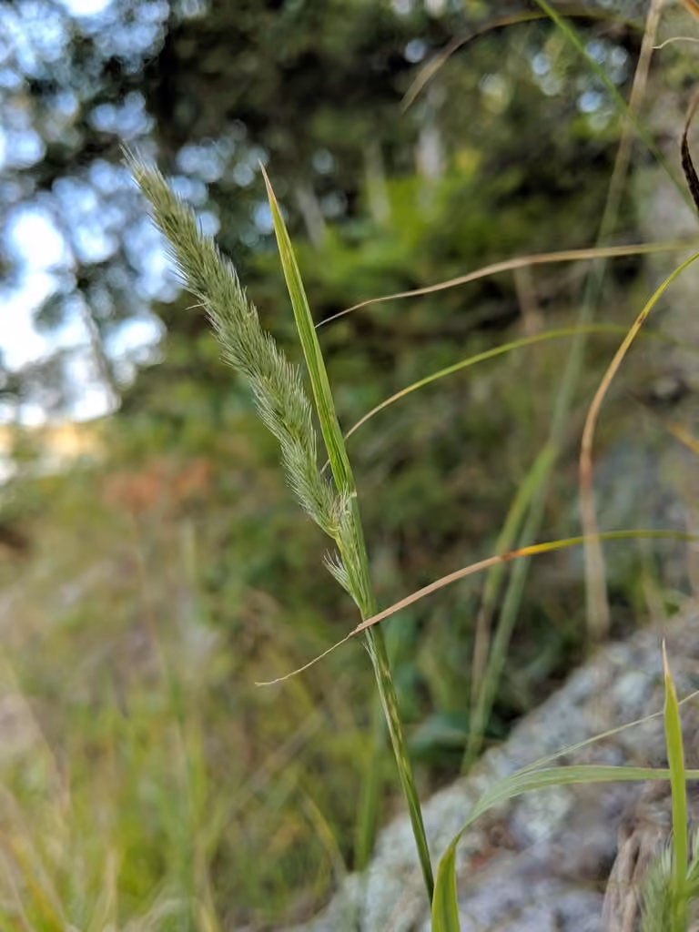 Green muhly, photo 1 of 5