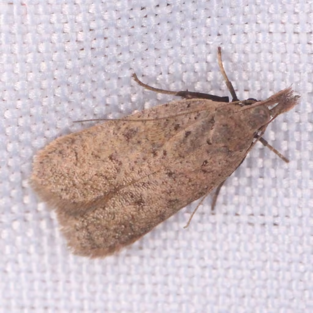 Georgia Dichomeris Moth, Adult
