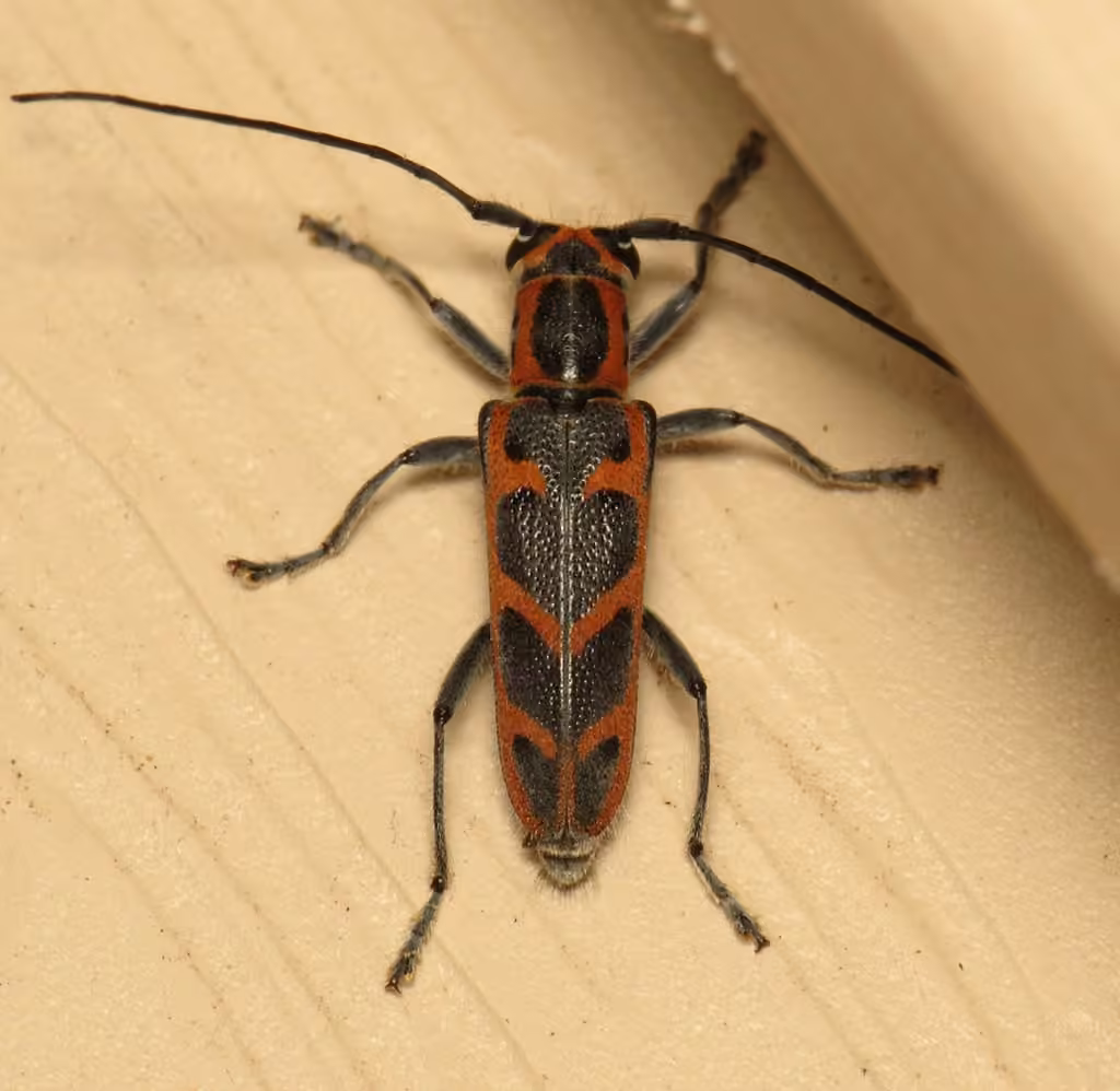 Elm Borer, photo 2 of 5