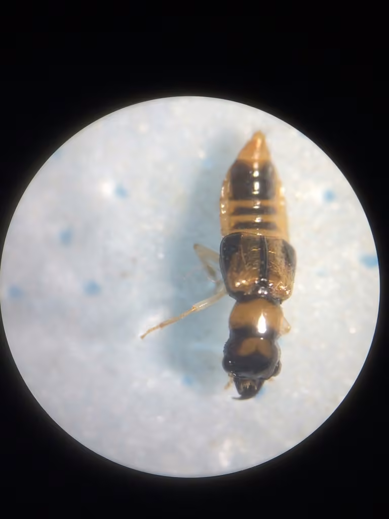 Variable Cross-toothed Rove Beetle, photo 2 of 5
