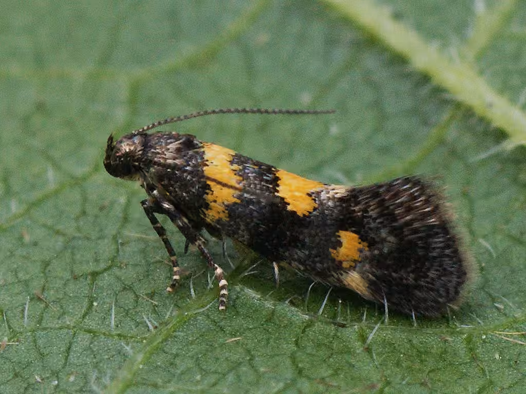 Orache Leafminer Moth, photo 3 of 5
