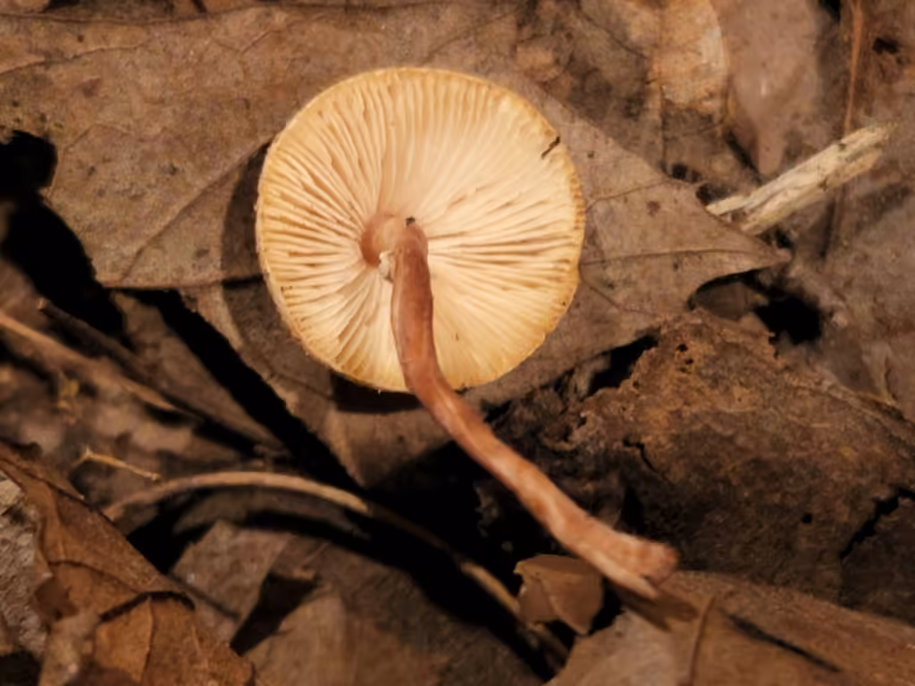 Lépiote translucide, photo 3 sur 5