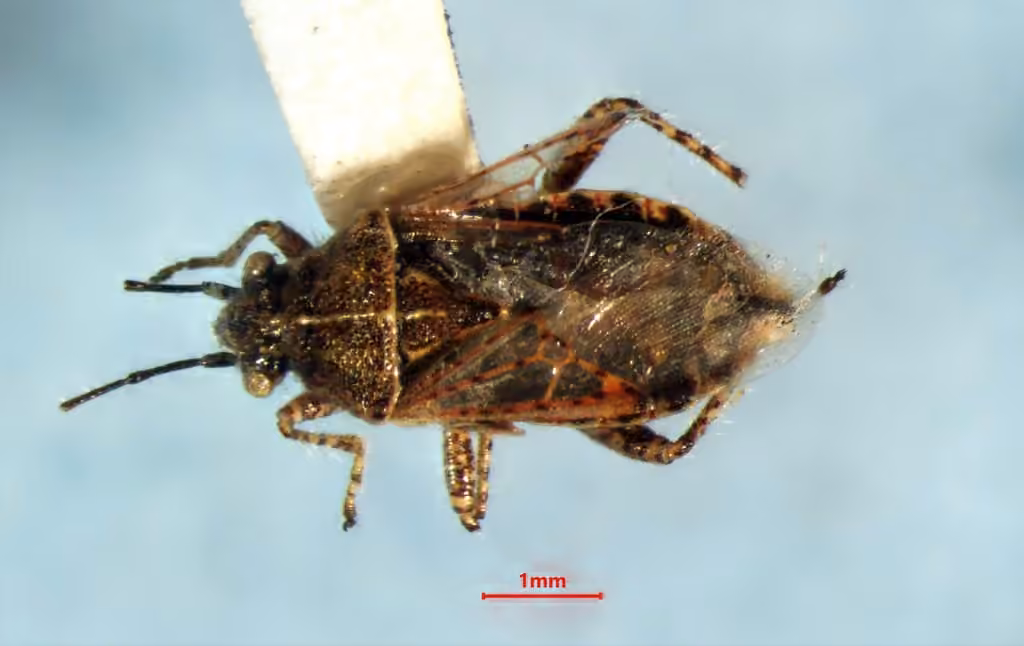Arhyssus nigristernum