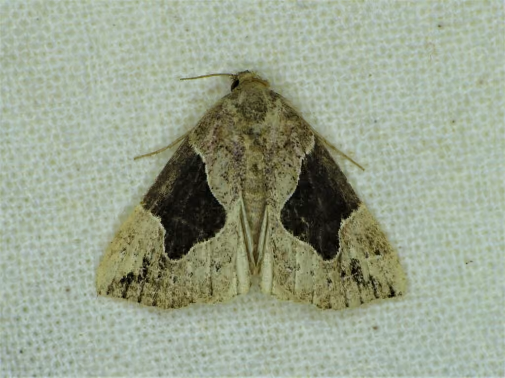 Flowing-lined Snout, Adult