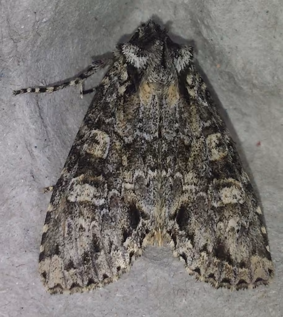 Cloudy Arches Moth, photo 2 of 5