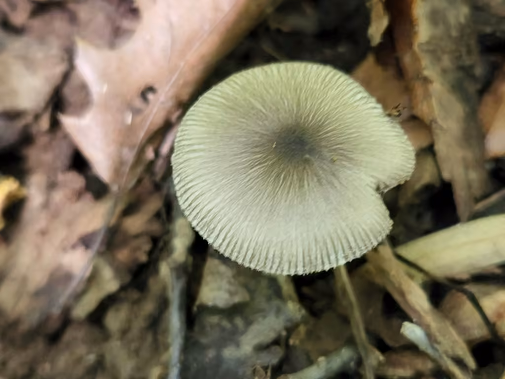 Pluteus deceptivus, photo 3 of 5