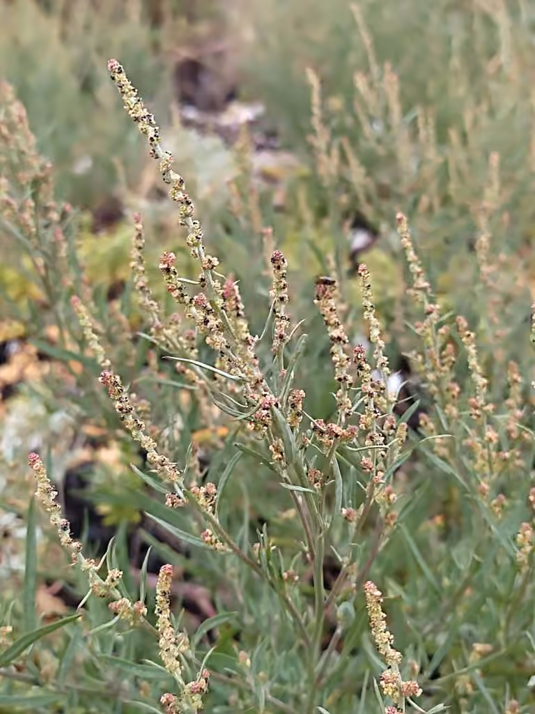 Arroche littorale, En fleurs