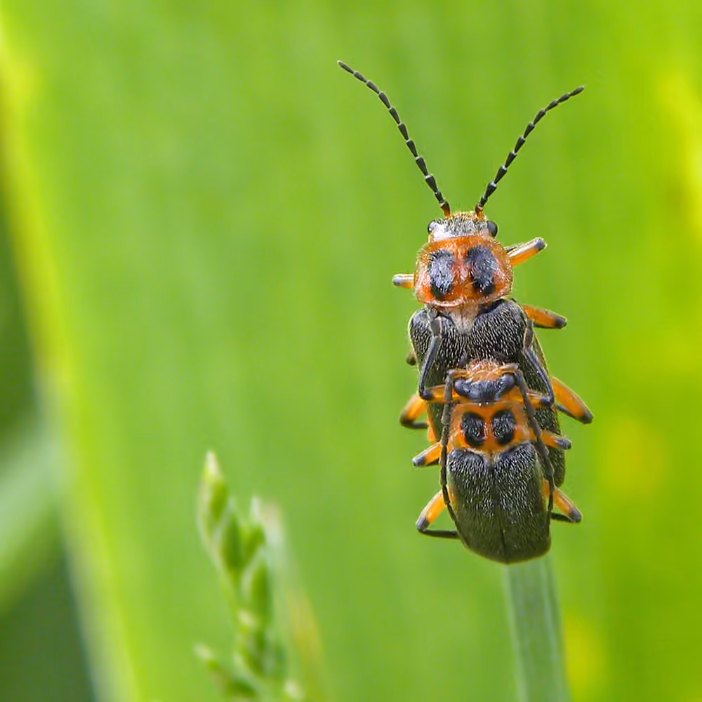 Two-lined Leatherwing, photo 3 of 5