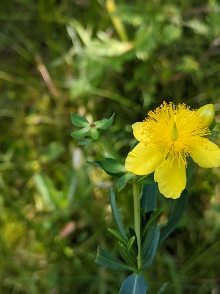 Millepertuis de Kalm, En fleurs