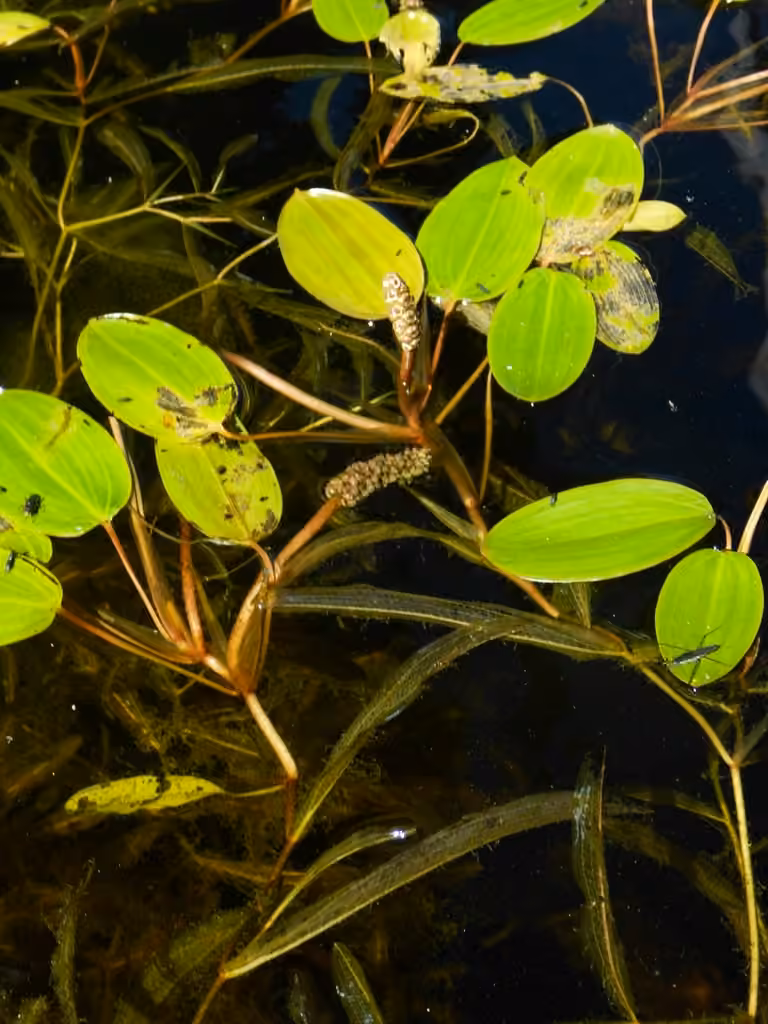 Potamot graminoïde