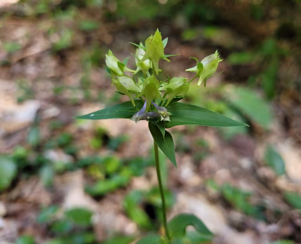 American spurred gentian, In flower
