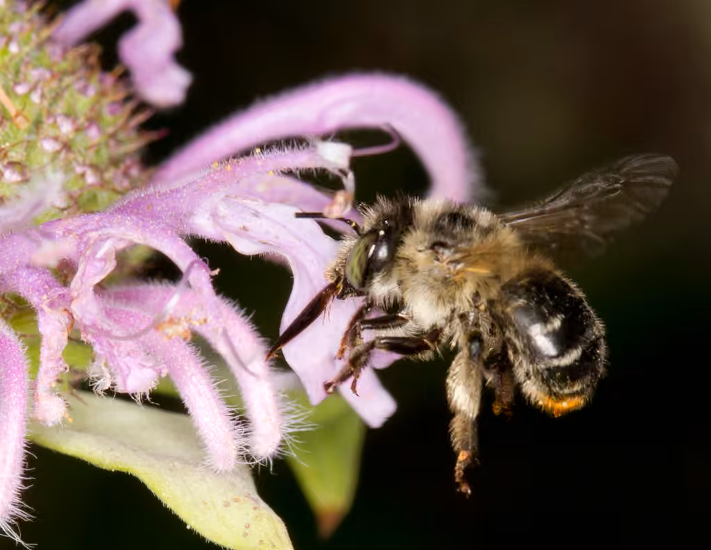 Abeille à extrémité fauve, photo 3 sur 5