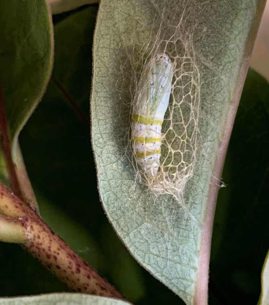 Chain-dotted Geometer, Pupa