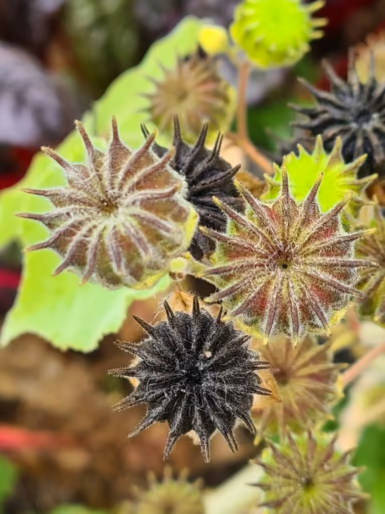 Abutilon à pétales jaunes