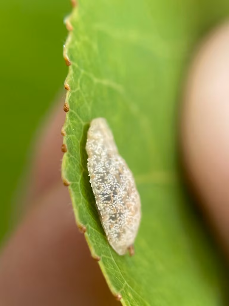 Slender Smoothtail, Larva