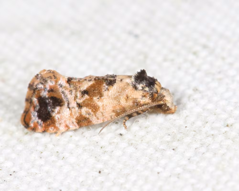Hoffman's Cochylid Moth, Adulte