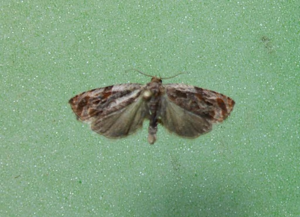 Lacuna Moth, Adult male
