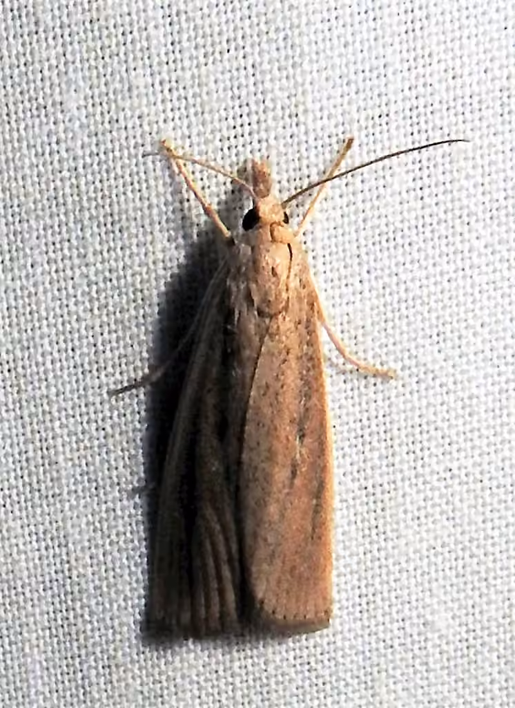 Thopeutis forbesellus, Adulte
