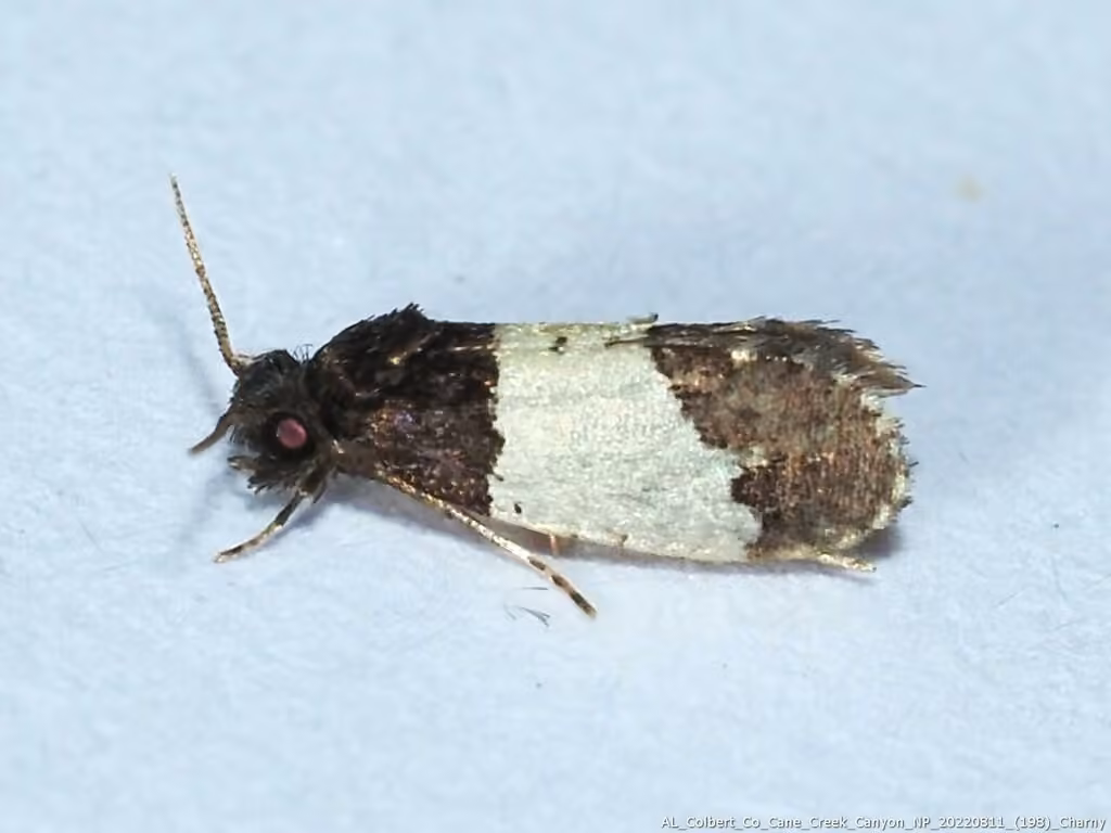 White-patched Kearfottia, photo 2 sur 5