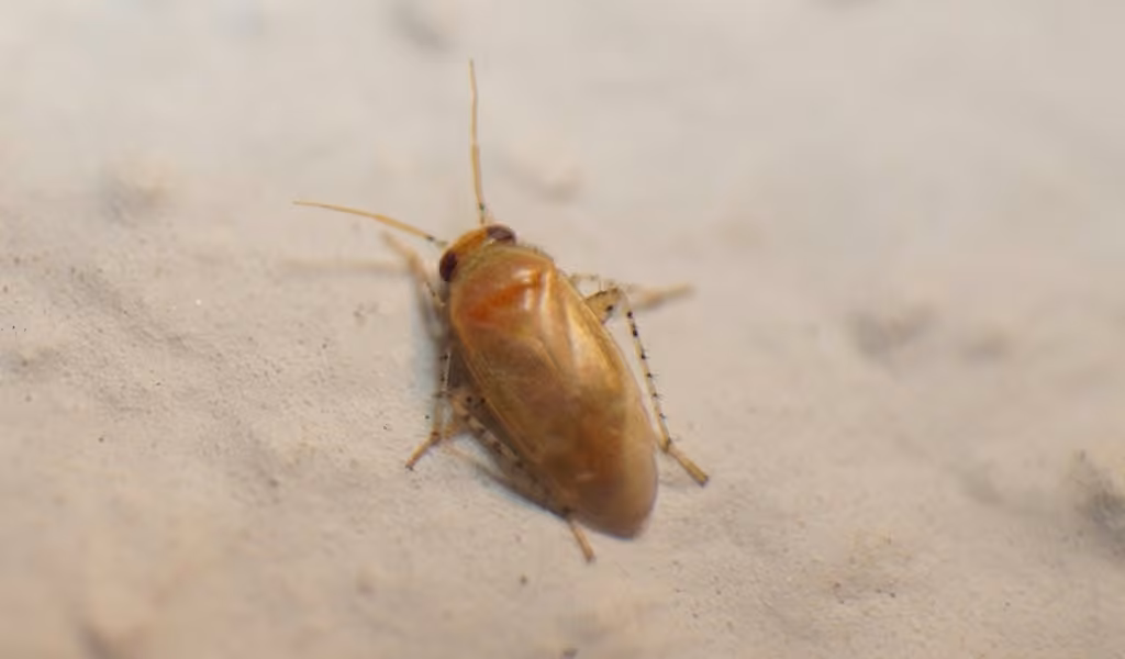 Mullein bug, photo 3 of 5