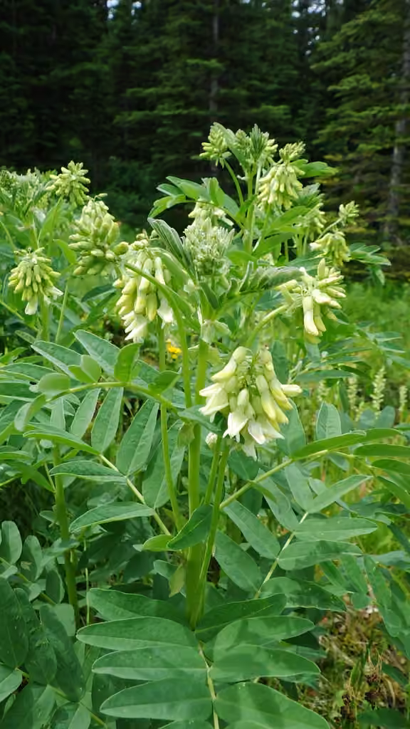 Astragale d'Amérique, photo 1 sur 5