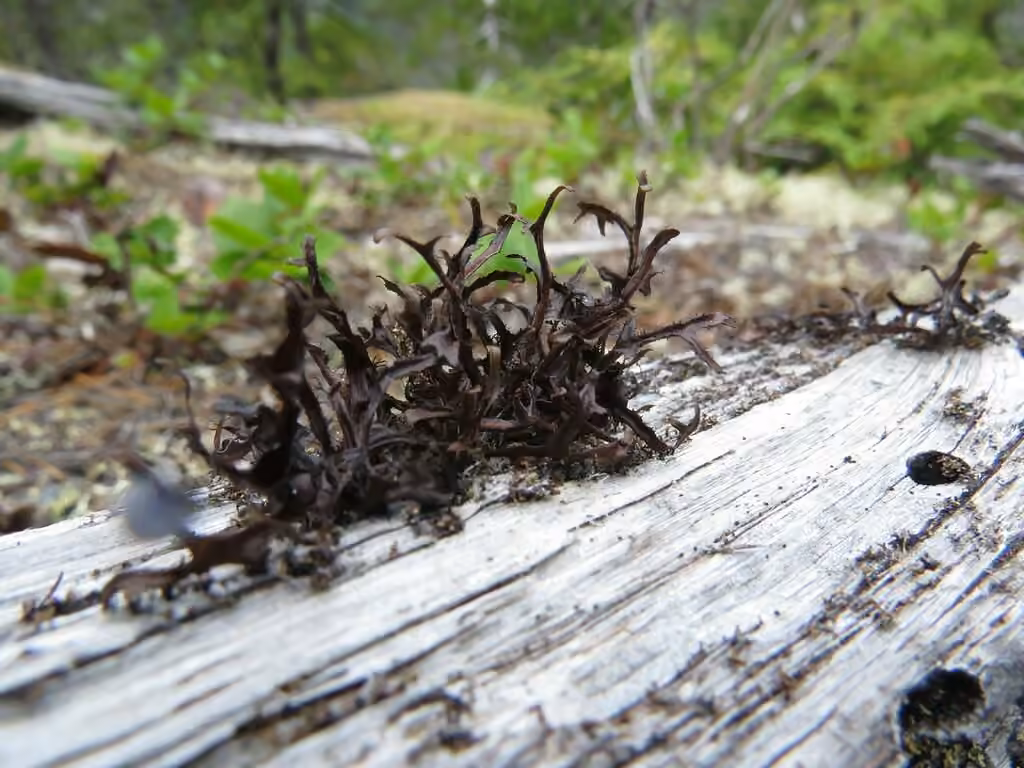 Striped Iceland Lichen, photo 3 of 5