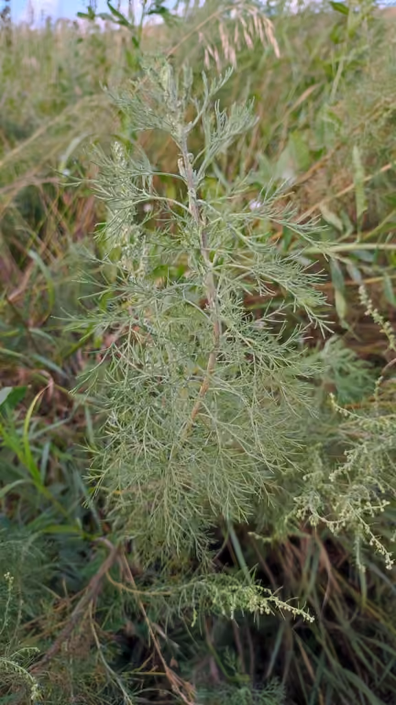 Southernwood, In flower