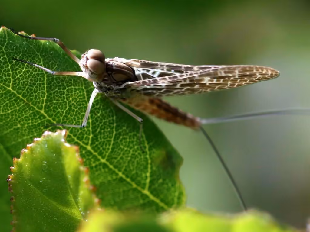 Red Speckled Dun, Male
