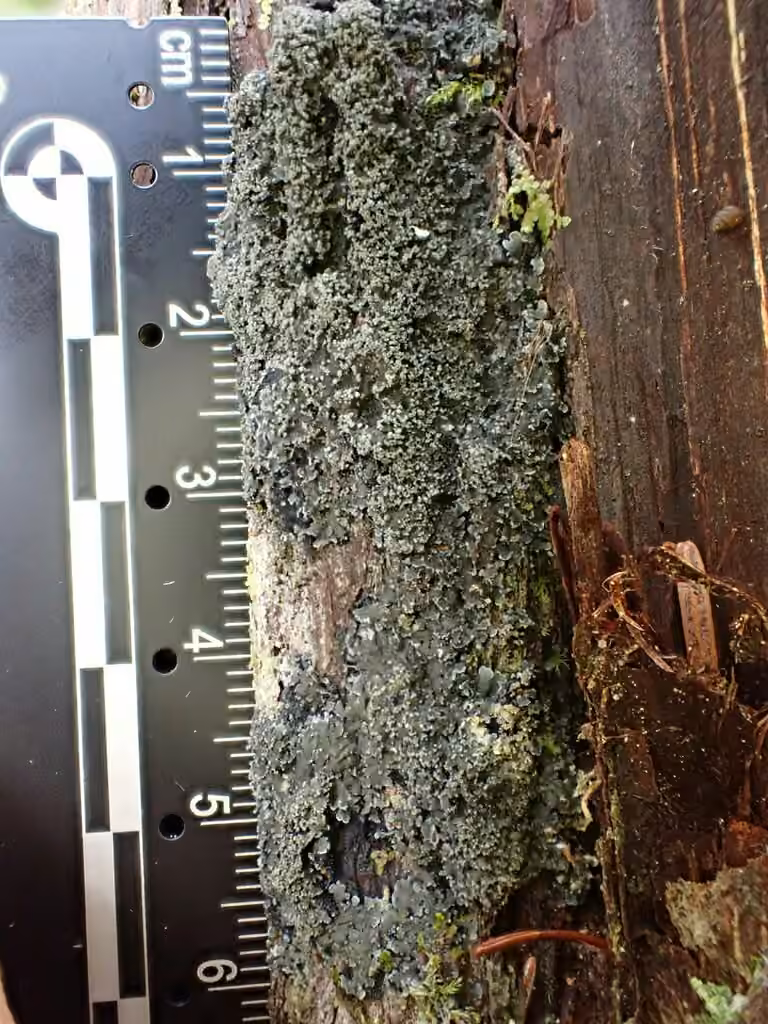 Powdery shingle lichen, photo 2 of 5
