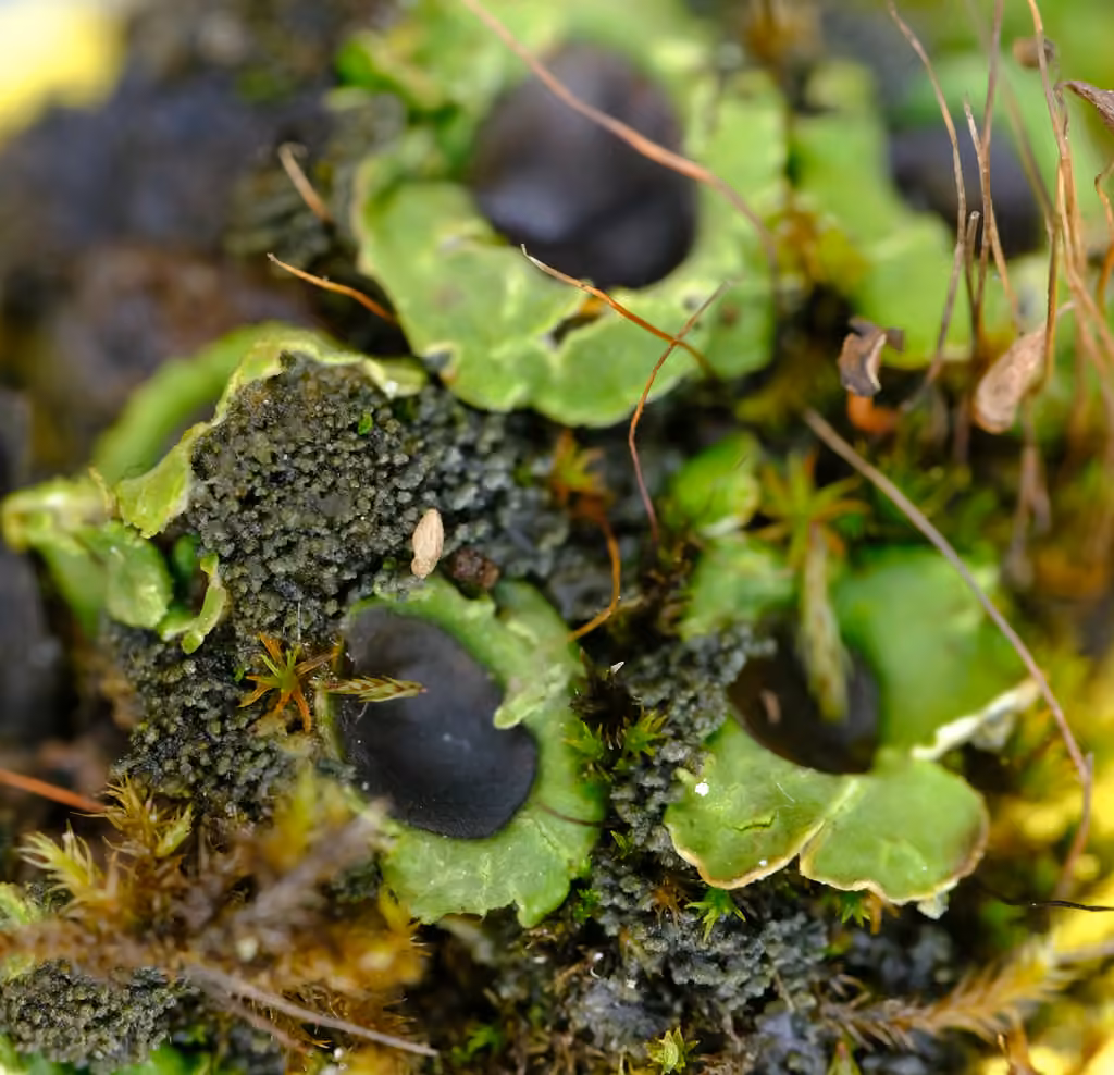 Chocolate chip lichen, photo 2 of 5