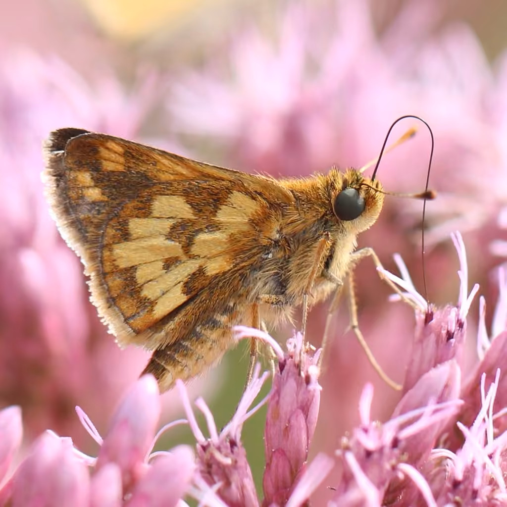 Peck's Skipper